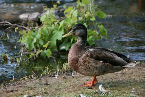 pond mallard  duck  water  fowl  bird  animal  shore