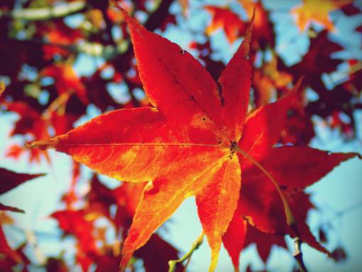maple maple leaf  leaves  tree  red  orange  autumn
