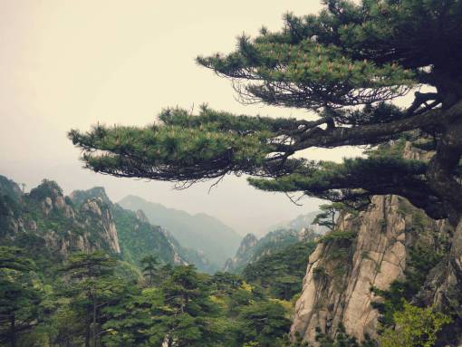 china paisaje de montaña china vista de pino