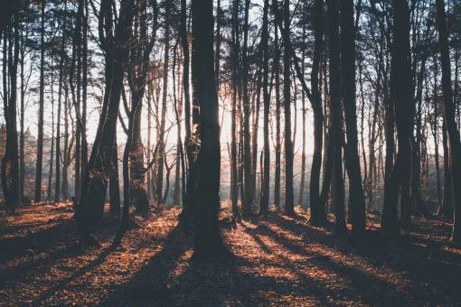 las leas naturaleza paisaje bosque bosques sol soleado hojas