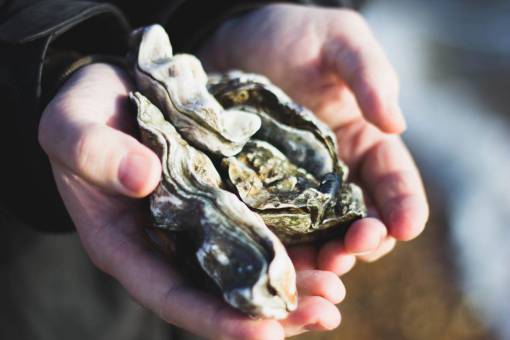 oyster nature  oysters  shells  people  hands
