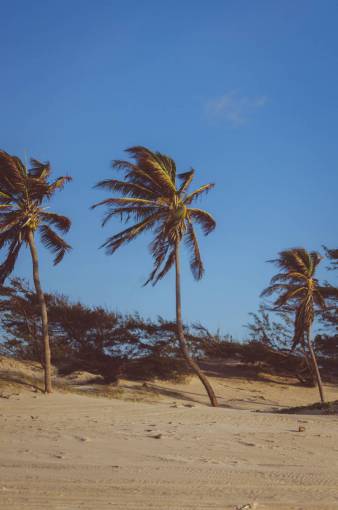 swing plam tree  swinging  wind  beach  travel  vacation  holiday