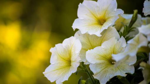plants  flower  bokeh  blur  decor  display  garden