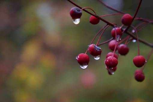 dew rain  drops  nature  plant  berry  dew  wet