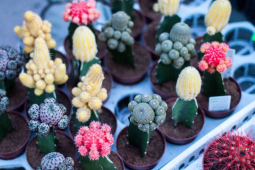 rojo rosa amarillo verde cactus planta naturaleza