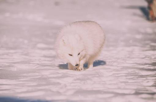 nieve invierno clima frío hielo animales naturaleza