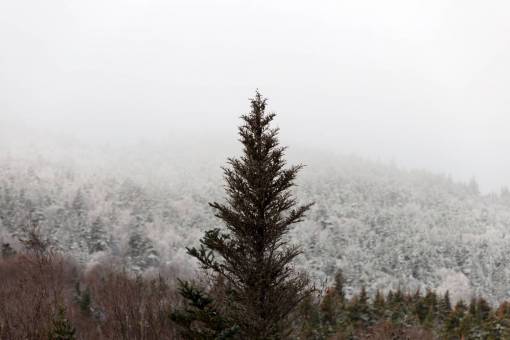 invierno árbol montaña nieve bosque nubes paisaje