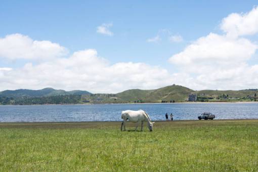 montanas Un caballo en la costa del Dique Los Molinos en la Provincia de Córdoba, Argentina