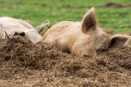 A pig sleeping in the farm