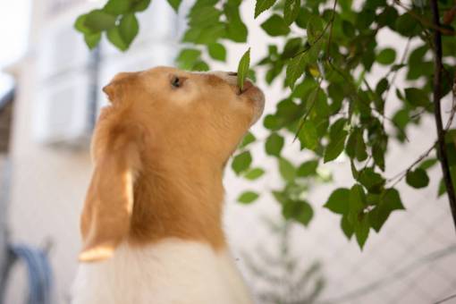 herb Baby goat eating fresh leaves from a mulberry tree