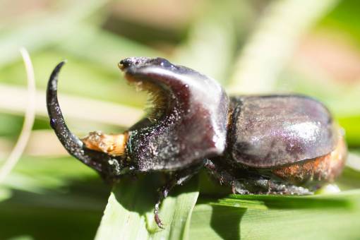 bosques Escarabajo de cuernos grandes, Xylotrupes gideon