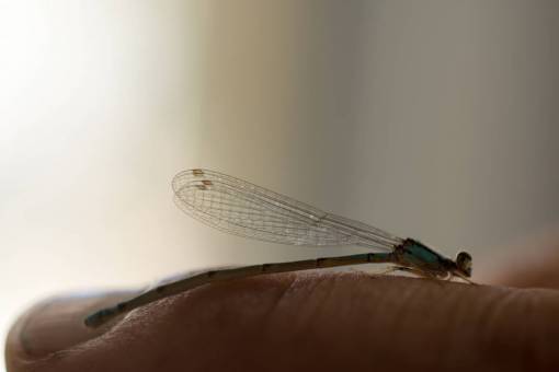 medio ambiente Cerca de una mano sujetando una libélula