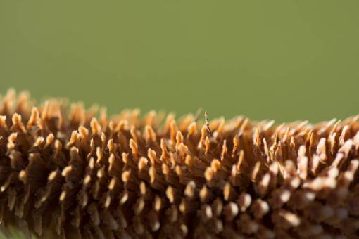 pine Close up of a pine tree seed of European silver fir or silver fir (Abies alba)