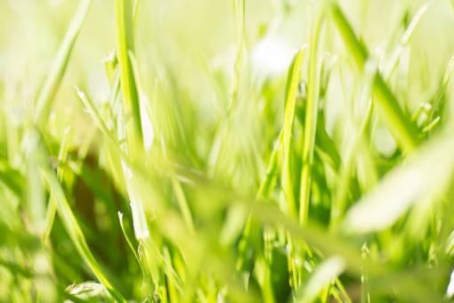 texturas Primer plano de hierba inglesa Rye Grass Lolium perenne