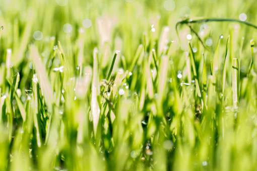 texturas Primer plano de hierba inglesa Rye Grass Lolium perenne