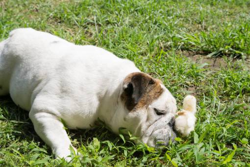 English bulldog playing with a little chick in the garden