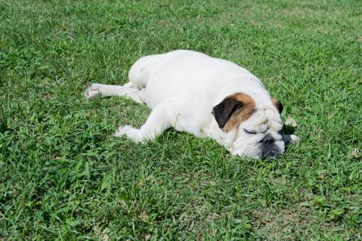 horizontal Bulldog inglés descansando al sol en el jardín