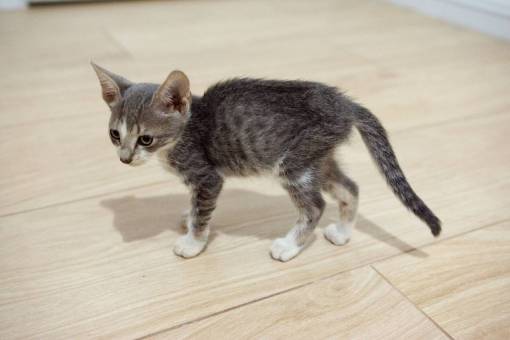 kitten Gray baby kitten on wooden floor looking at camera