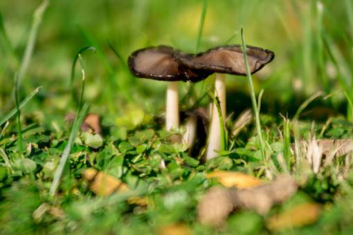 group Group of mushrooms growing in the garden grass