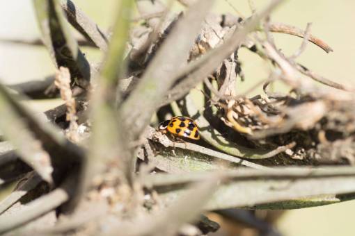 garden Ladybug insect Coccinella septempunctata in a plant