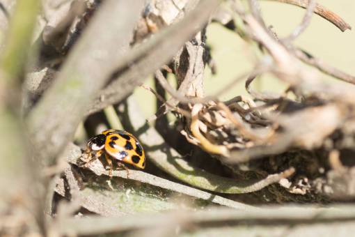 garden Ladybug insect Coccinella septempunctata in a plant