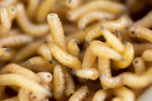 small Macro shot of fly worms