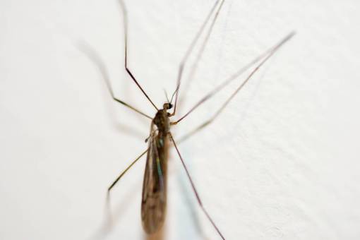 blanco Mosquito en la pared sobre fondo blanco.
