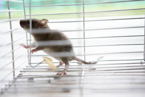 comidas Ratón atrapado en una jaula con queso