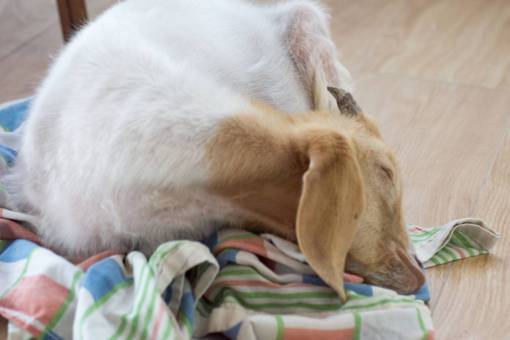 Pet baby goat sleeping on wooden floor