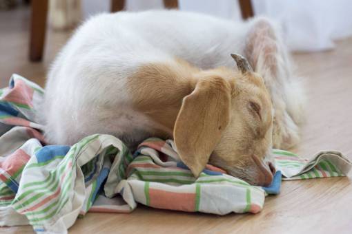 Pet baby goat sleeping on wooden floor