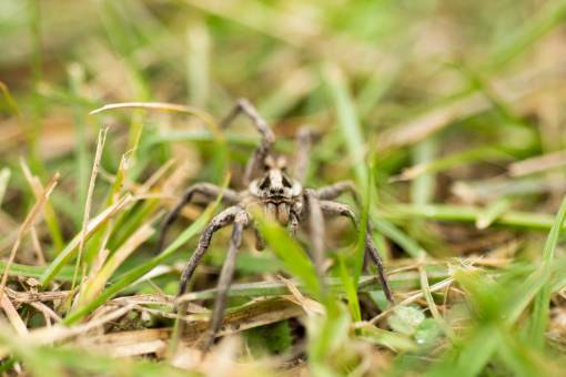 leg Portrait of a Spider Wolf, Lycosa tarantula in the field