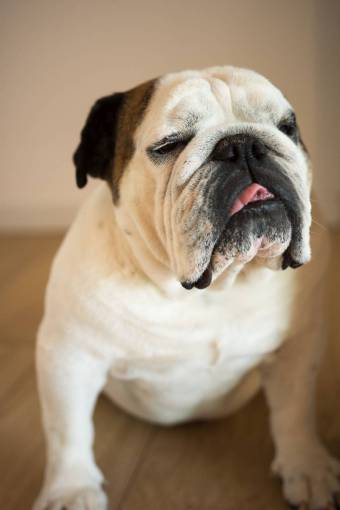 canine Portrait of an English bulldog at home 