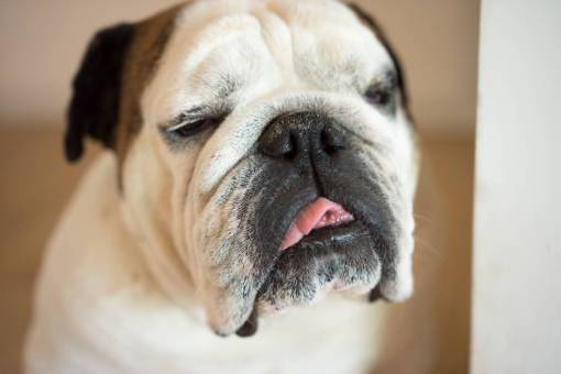 canine Portrait of an English bulldog at home 
