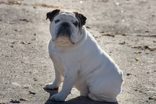 canine Portrait of an English Bulldog Pet sitting the street