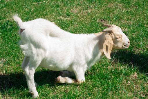 joven Disparo de un cabrito en la granja