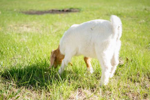 herb Shot of a young goat eating grass