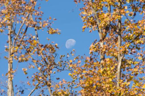 sunlight Shot of the moon seen by day between trees