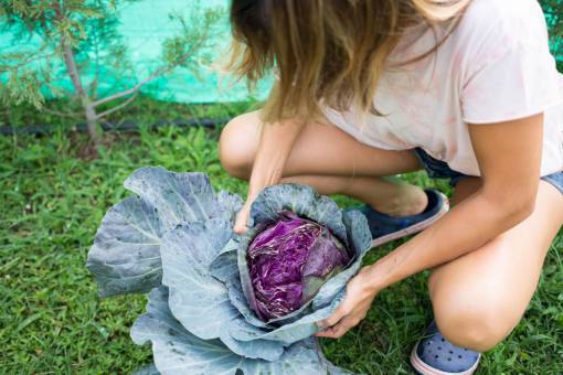 tierra Mujer cosechando una col roja