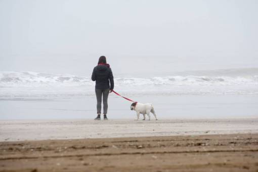 dog Woman walking on the beach with her English Bulldog dog in winter