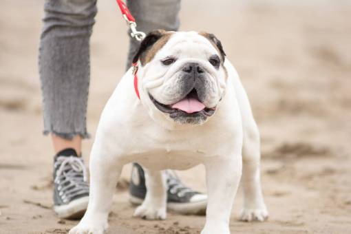 dog Woman walking on the beach with her English Bulldog dog in winter