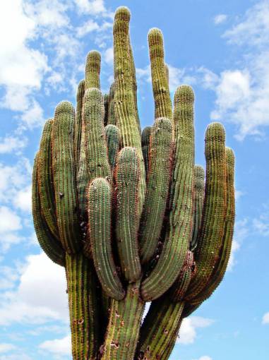 Cactus in Jujuy, Argentina
