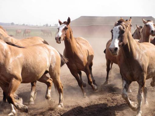 horse herd of horses running