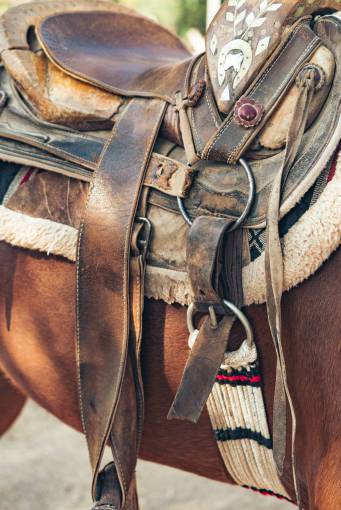 horse horse saddle