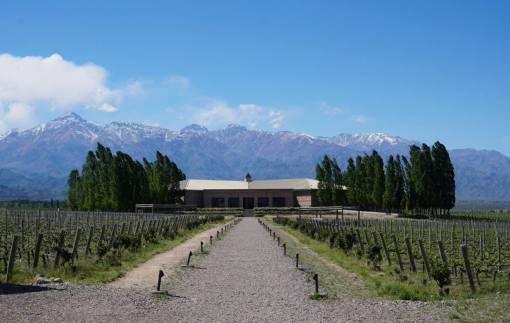 Vineyard in Mendoza, Argentina