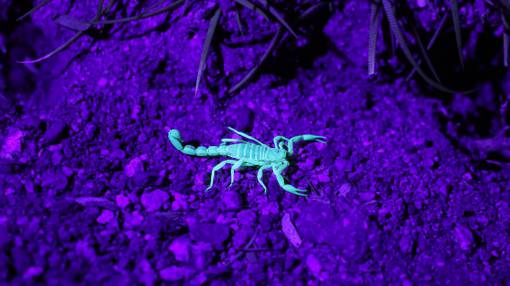 brillante Escorpión fluorescente en luz ultravioleta