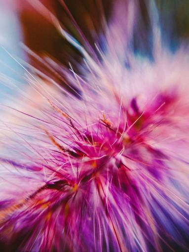 purple Tiro macro de una flor