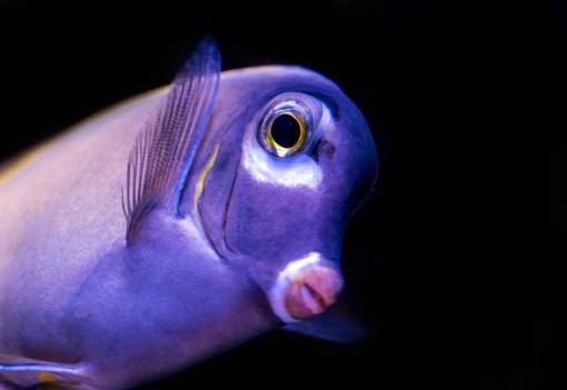 purple pez morado