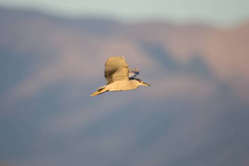 alas pájaro que vuela cielo alas naturaleza vida silvestre vuelo