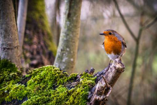 moss bird  perched  colorful  animal  feathers  beak  eyes