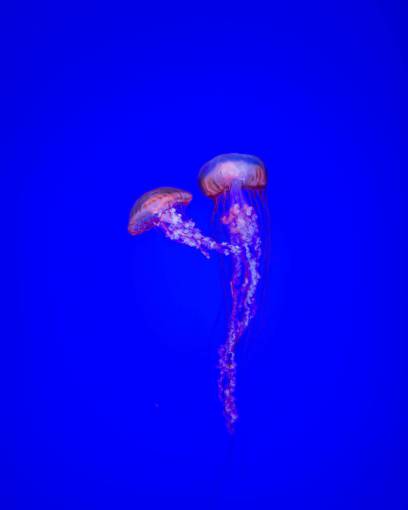 submarino medusas submarinas del agua del océano azul